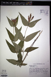 Spigelia marilandica image