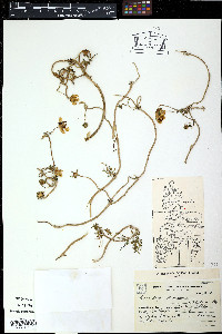 Cevallia sinuata image