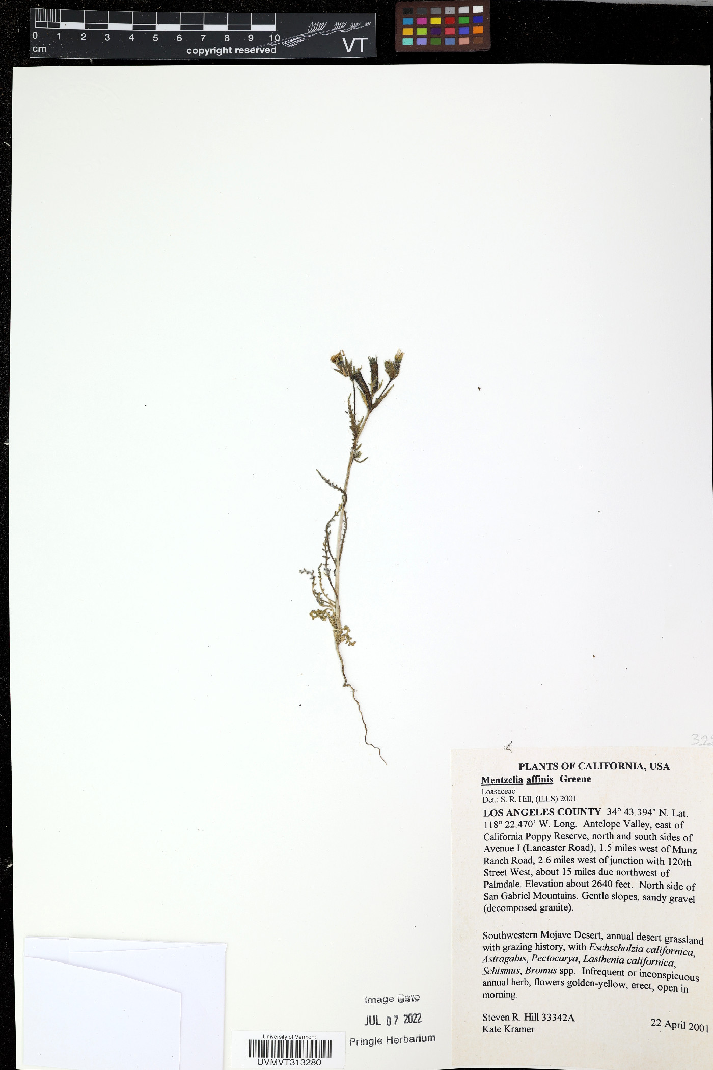 Eucnide hirta image