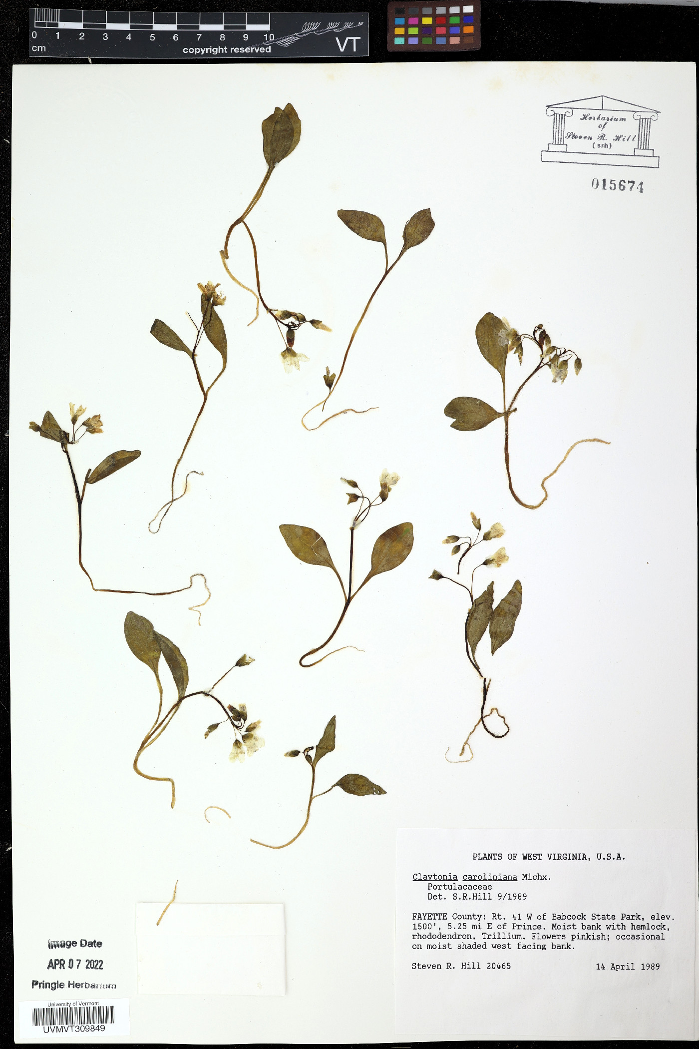 Loasa acerifolia image