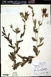 Mentzelia floridana image