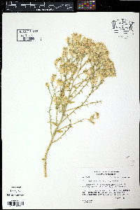Mentzelia multiflora image