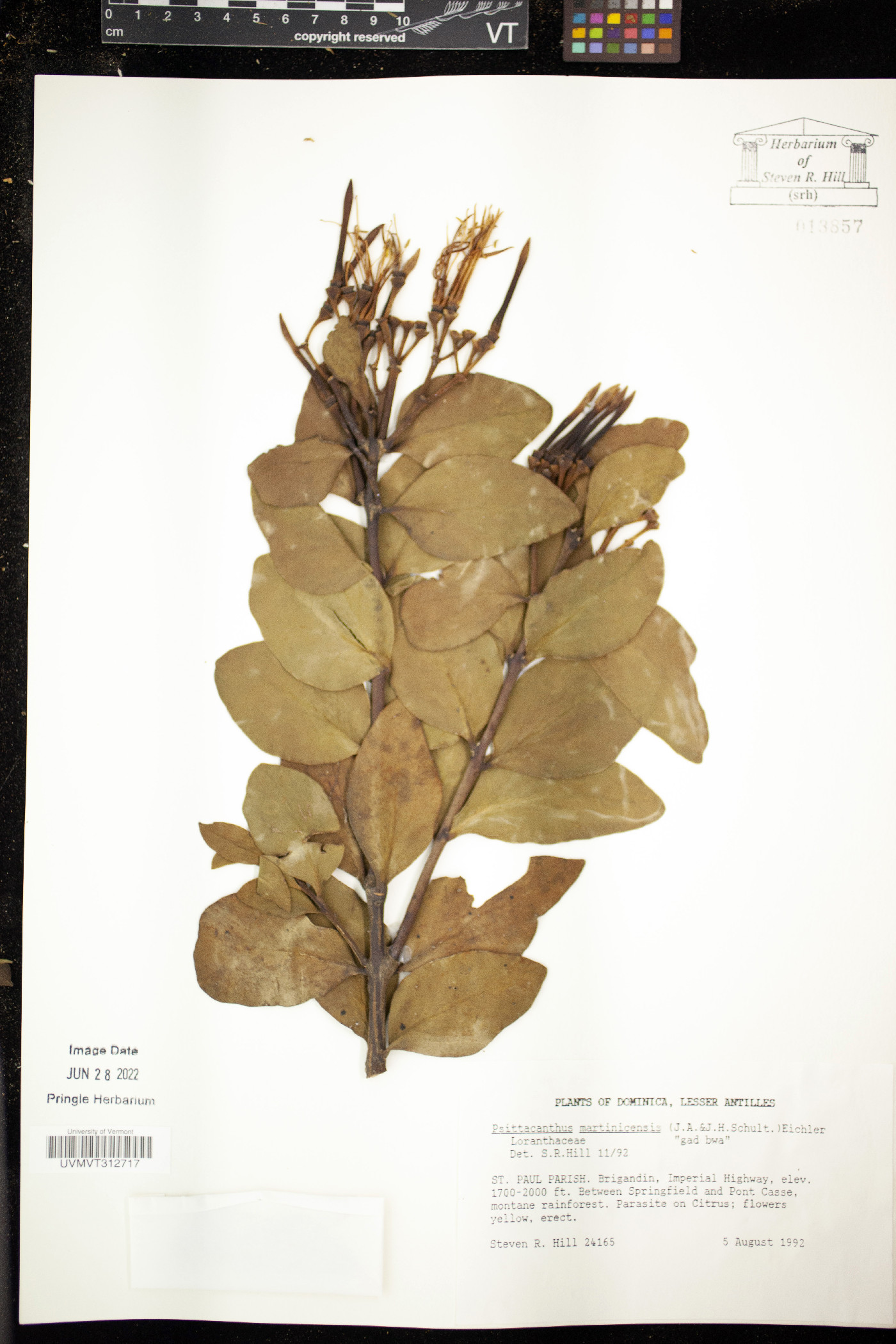 Psittacanthus martinicensis image