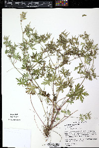 Ammannia coccinea image