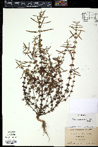 Cuphea aequipetala image