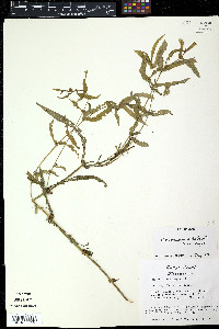 Media resource of Cuphea antisyphilitica