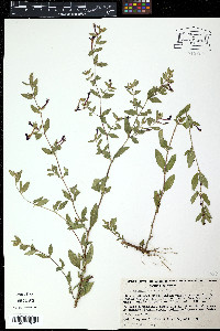 Cuphea carthagenensis image