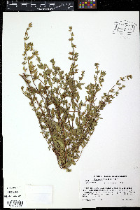 Cuphea cyanea image