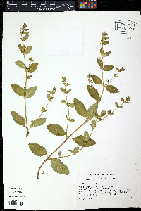 Cuphea ignea image