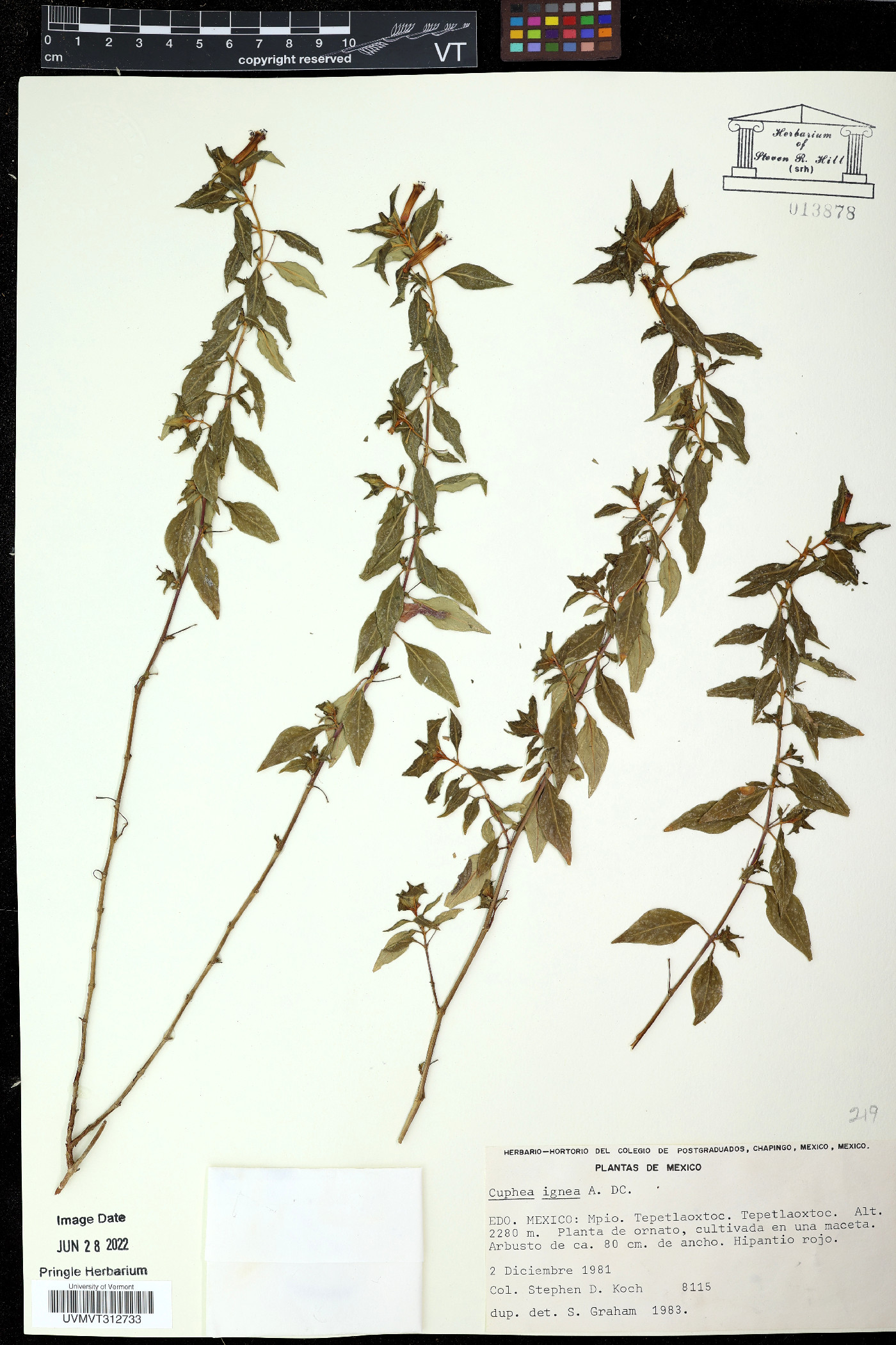 Cuphea racemosa image