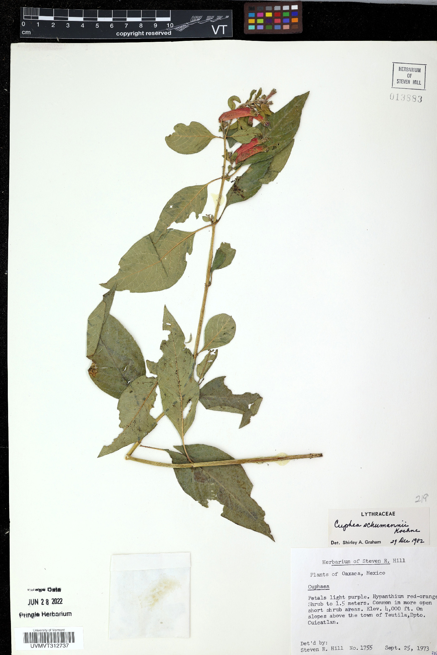 Cuphea utriculosa image