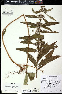 Lagerstroemia speciosa image