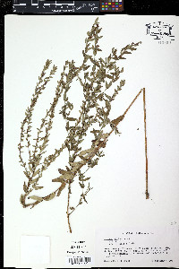 Lythrum alatum var. lanceolatum image