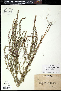 Lythrum alatum var. lanceolatum image