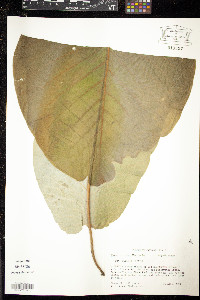 Magnolia ashei image