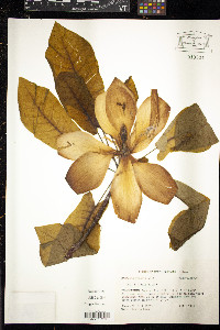 Magnolia fraseri image