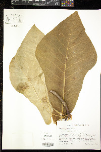 Magnolia fraseri image
