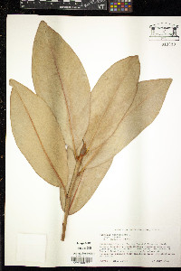Magnolia grandiflora image