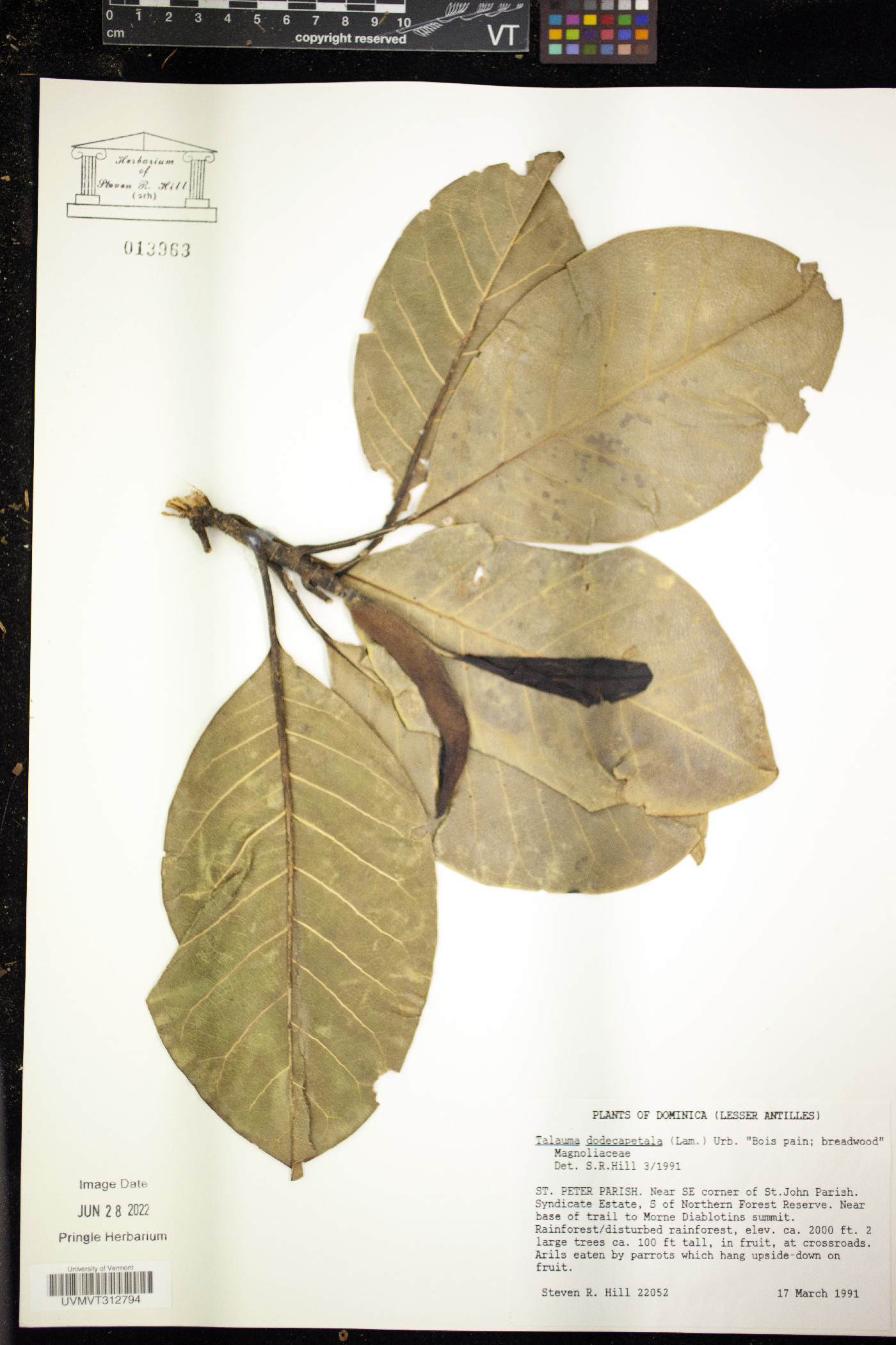 Magnolia dodecapetala image