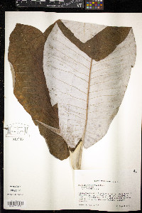 Magnolia macrophylla image