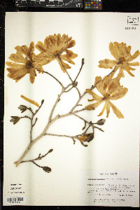 Magnolia stellata image