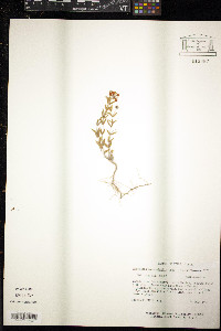 Aspicarpa hyssopifolia image