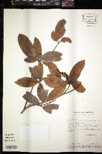 Byrsonima leucophlebia image