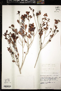 Byrsonima lucida image