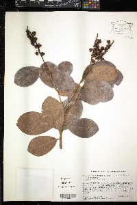Byrsonima trinitensis image