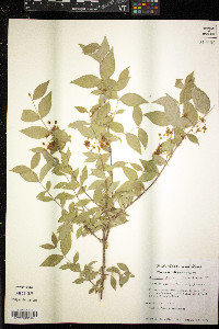 Malpighia glabra image
