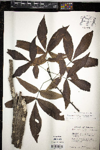 Carya carolinae-septentrionalis image
