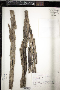 Carya carolinae-septentrionalis image