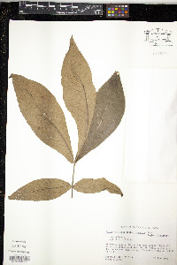 Carya carolinae-septentrionalis image