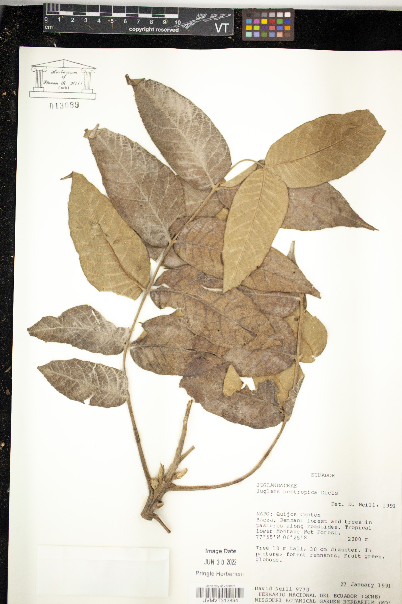Juglans neotropica image