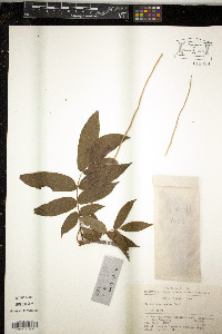 Media resource of Pterocarya macroptera