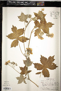 Hydrophyllum appendiculatum image