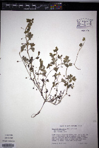 Nemophila microcalyx image