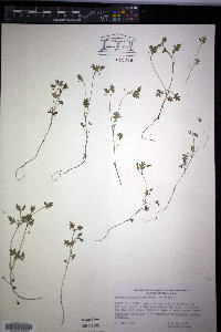 Nemophila parviflora image