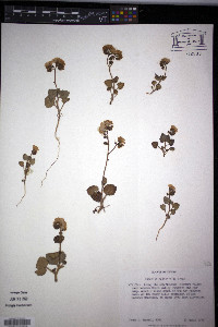 Phacelia calthifolia image