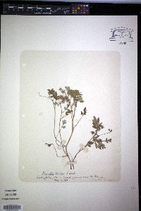 Phacelia covillei image