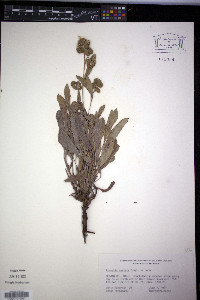 Phacelia hastata image