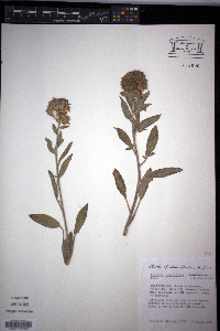 Phacelia heterophylla image