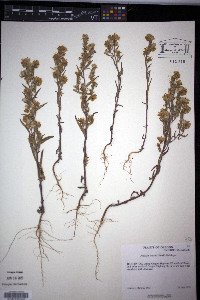 Phacelia linearis image