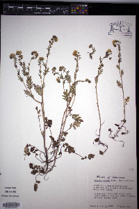 Phacelia purshii image
