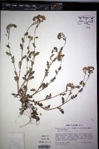 Phacelia purshii image