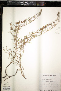 Krameria lanceolata image
