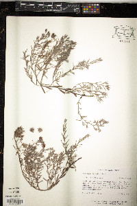 Krameria lanceolata image