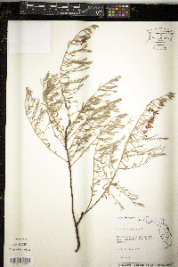 Krameria lanceolata image