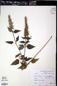 Agastache foeniculum image