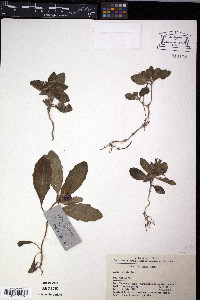 Ajuga ciliata image